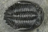 Detailed Hollardops Trilobite Fossil - Ofaten, Morocco #310574-1